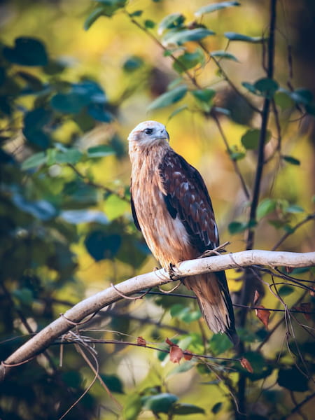 Resting Brahminy Kite on Branch