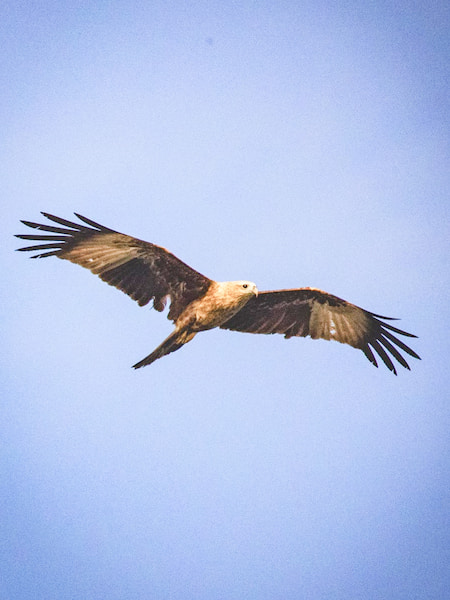 Majestic Brahminy Kite in Flight