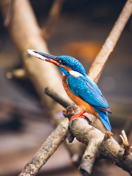 Vibrant Common Kingfisher by Water