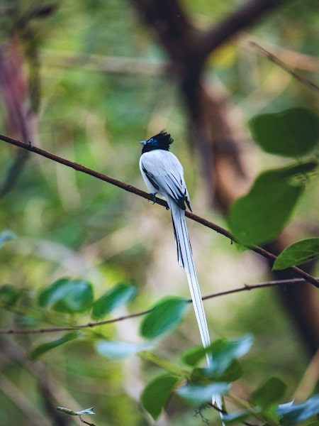 Elegant Indian Paradise Flycatcher