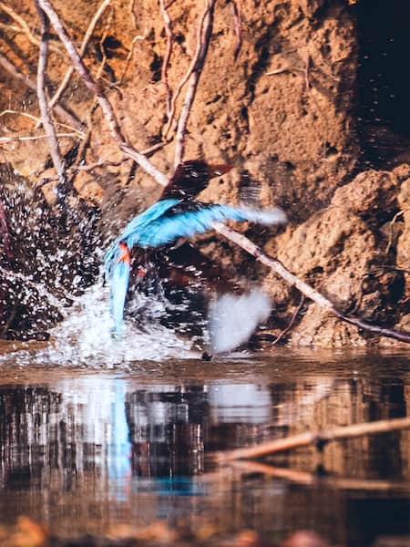 Kingfisher Diving for Its Prey