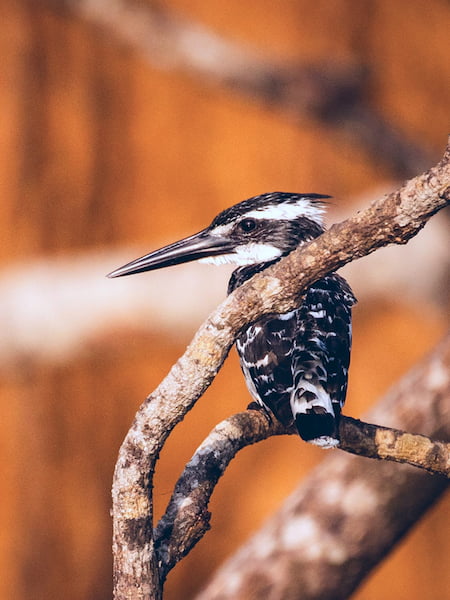 Pied Kingfisher Hovering Above Water