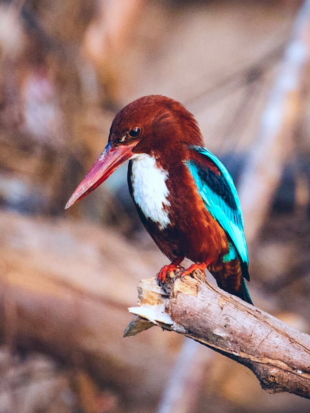 White Throated Kingfisher Perched Calmly