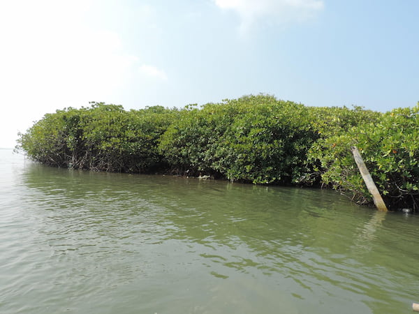 Welcome to Monkey Island Paradise